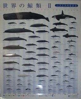 日本鯨類研究所の画像