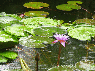 LOTUS SCRIPTの画像