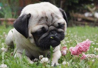 MOPSの画像