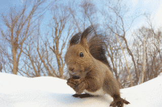 SQUIRRELの画像