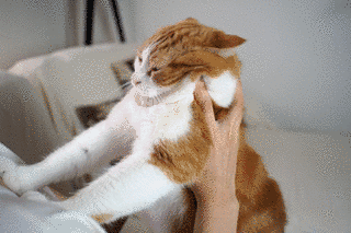 チャン・ヒョヒの画像