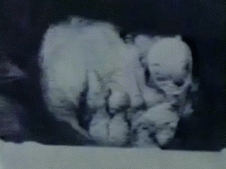 大竹市強盗殺人事件の画像