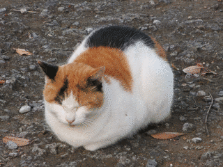 三毛の画像