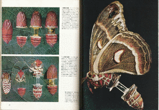 カロール・ウィリアムズの画像