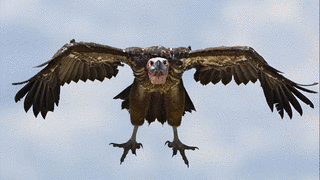 VULTURE'Sの画像