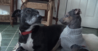 奇跡をくれた動物たちの画像