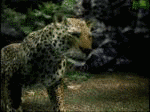 動物・真剣勝負の画像
