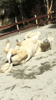 ヘンリーの驚くべき動物の画像