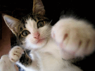 ねこぱんちの画像