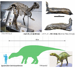 アルティリヌスの画像