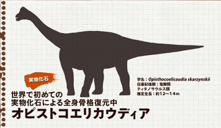 オピストコエリカウディアの画像