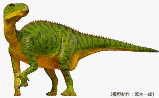 コシサウルスの画像