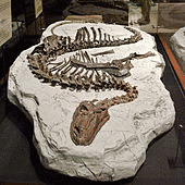 ジェホロサウルスの画像