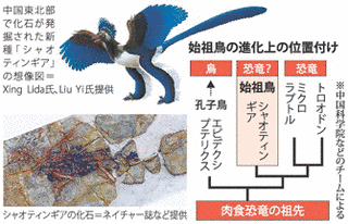 シャオティンギアの画像