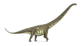 マメンチサウルスの画像