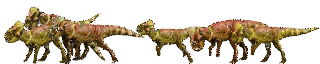ミクロケラトゥスの画像