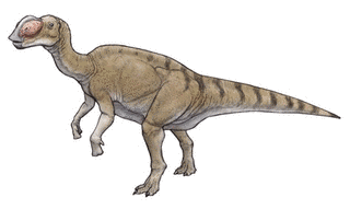 ムッタブラサウルスの画像