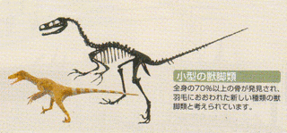 マニラプトル形類の画像