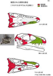 ドロマエオサウルスの画像
