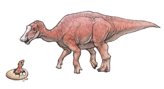 マイアサウラの画像