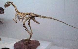 パタゴニクスの画像