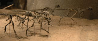 ゲナサウリアの画像
