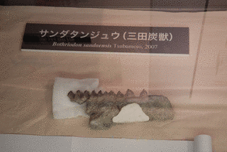 炭獣の画像