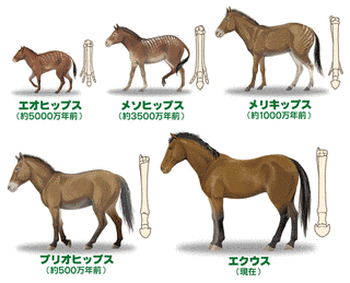 ウマの進化の画像