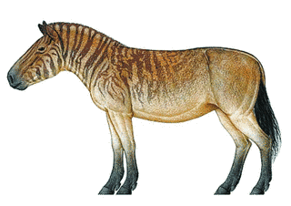 三趾馬の画像