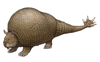ドエディクルスの画像