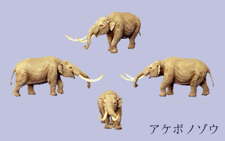 アケボノゾウの画像
