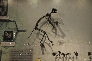 ノタルクタスの画像