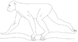 プロコンスルの画像