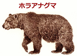 ホラアナグマの画像