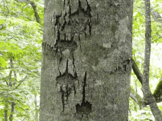 キモロドン亜目の画像