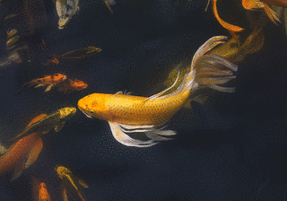 小さな池の大きな魚効果の画像