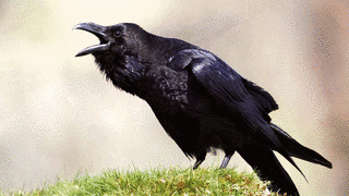 RAVENの画像