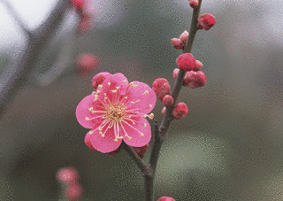 UME。の画像