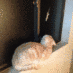後藤明美の画像