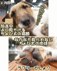 ちょび太の画像