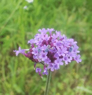 花の名前の画像