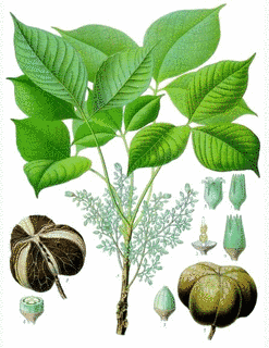 PLANTの画像
