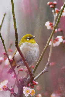梅の花の画像