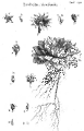 クロード・オーブリエの画像