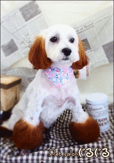 ハルコちゃんの画像