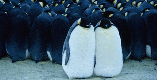 ペンギン生活の画像