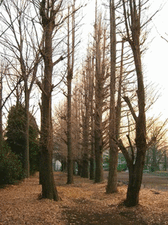 東京都立商科短期大学の画像