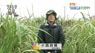 小西政親の画像