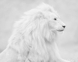 ホワイト・ライオンの画像