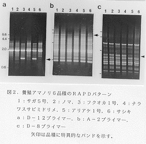 DNAの画像